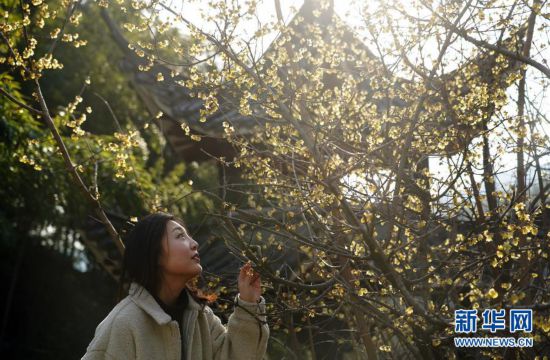 臘梅傲寒競綻放