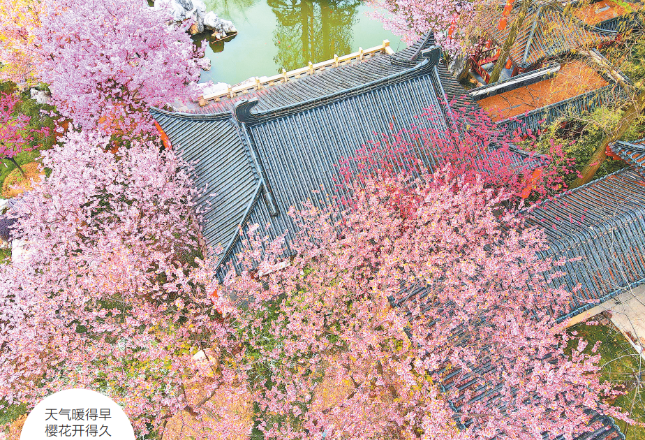 帶著櫻花地圖去賞花 武漢今年花期將會明顯延長