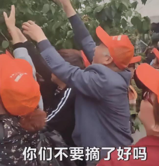 游客在張家界天門山景區(qū)哄摘櫻桃，被指責(zé)“強(qiáng)盜”！