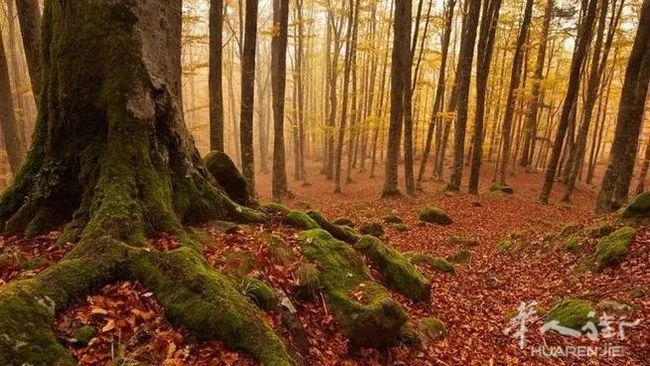 三座意大利公園被列入世界“綠色名單”，春天踏青又有好去處啦！