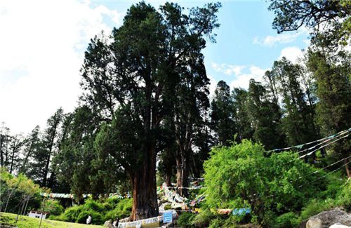 世界最“貴”的兩棵樹，警衛(wèi)全天保護(hù)，全球僅中國有，在你家鄉(xiāng)嗎