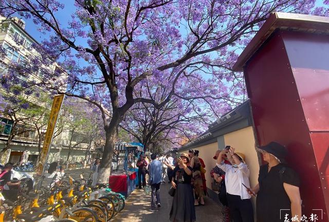 睹藍(lán)花楹之堵 直擊昆明網(wǎng)紅路：車車車人人人你