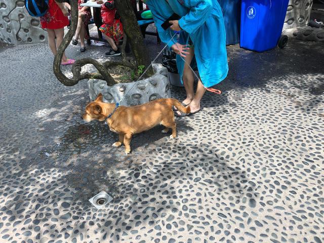 成都，一個對寵物寬容的地方